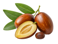 Jojoba