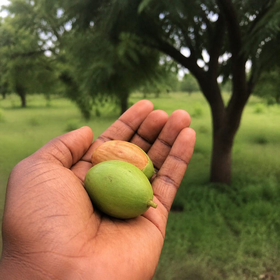 Two shea fruits held in an open palm, one green and one ripened to yellow, with a shea grove behind them.