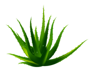 A cut aloe leaf with clear gel showing.