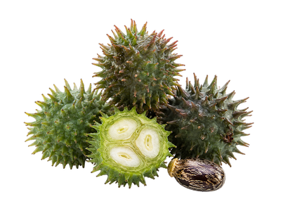 Castor Oil