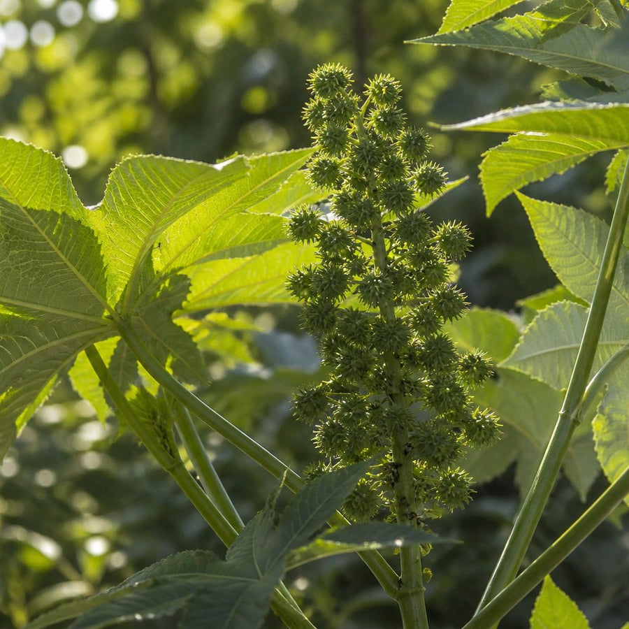 A castor plant in seed, its spiny green pods held on a stem above broad palmate leaves.