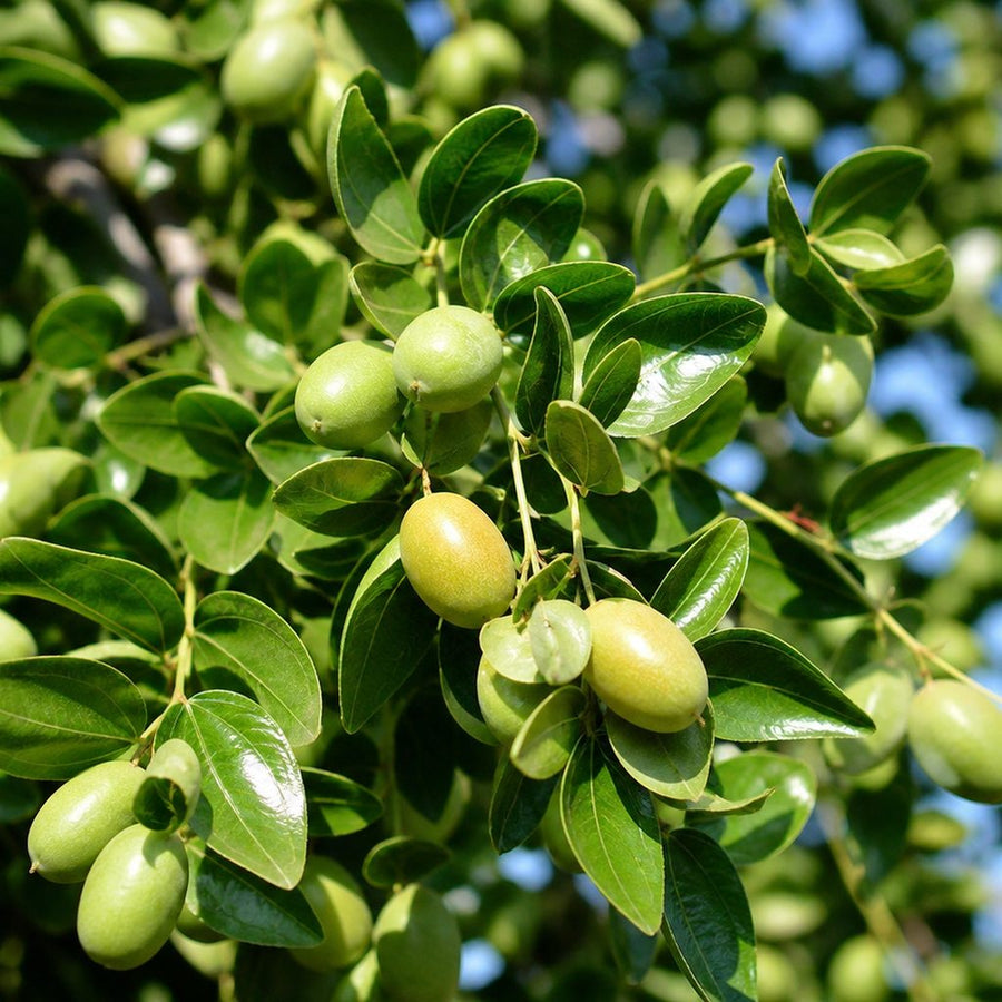Green jojoba fruit ripening among the thick leathery leaves of a jojoba shrub.